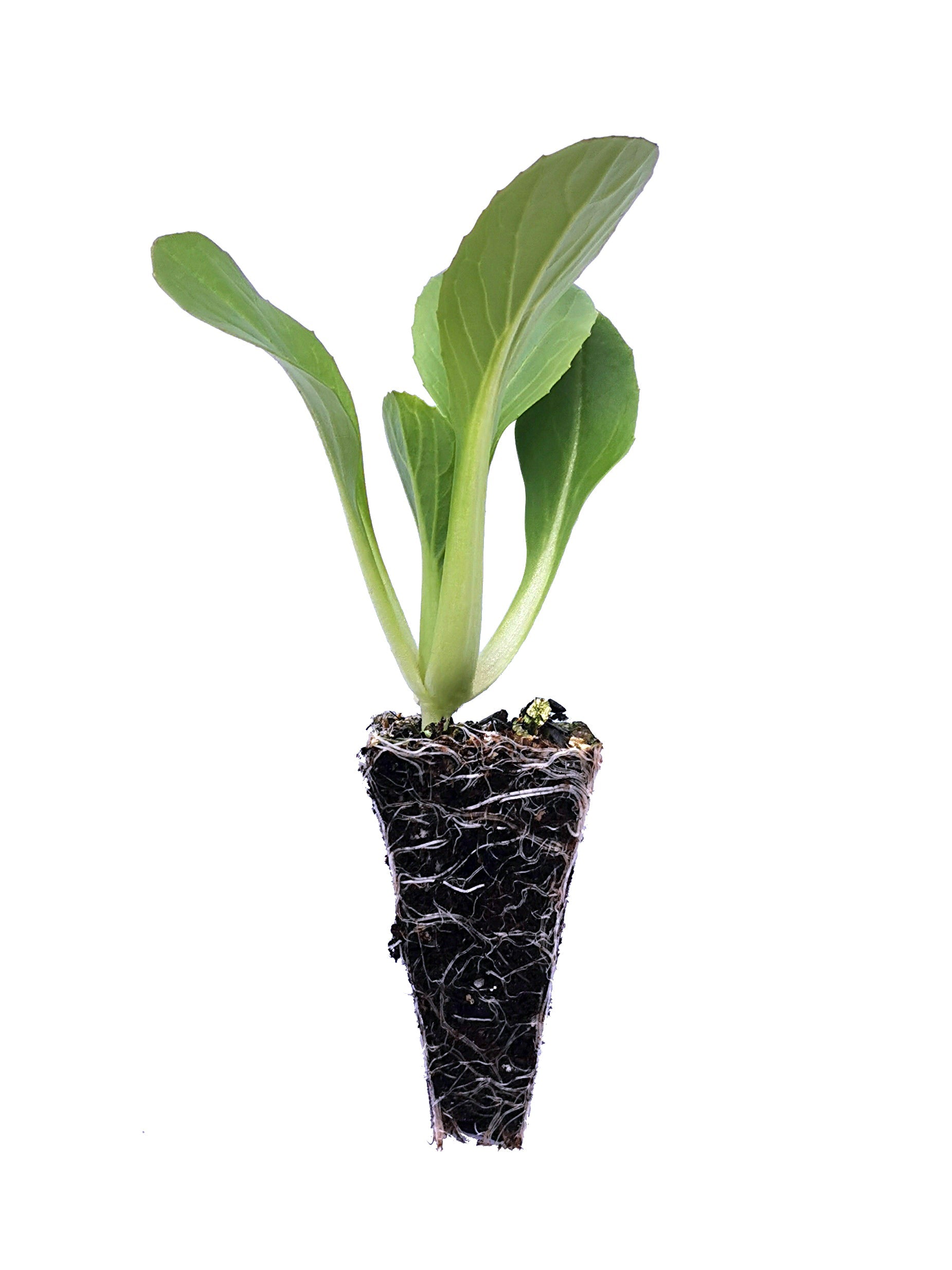 Bok Choy / Pak Choi Seedlings