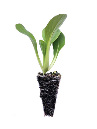 Bok Choy / Pak Choi Seedlings