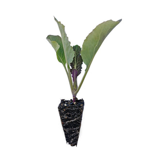 Purple Cauliflower Seedlings