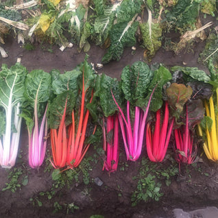 Silverbeet Seedlings (Rainbow Chard)