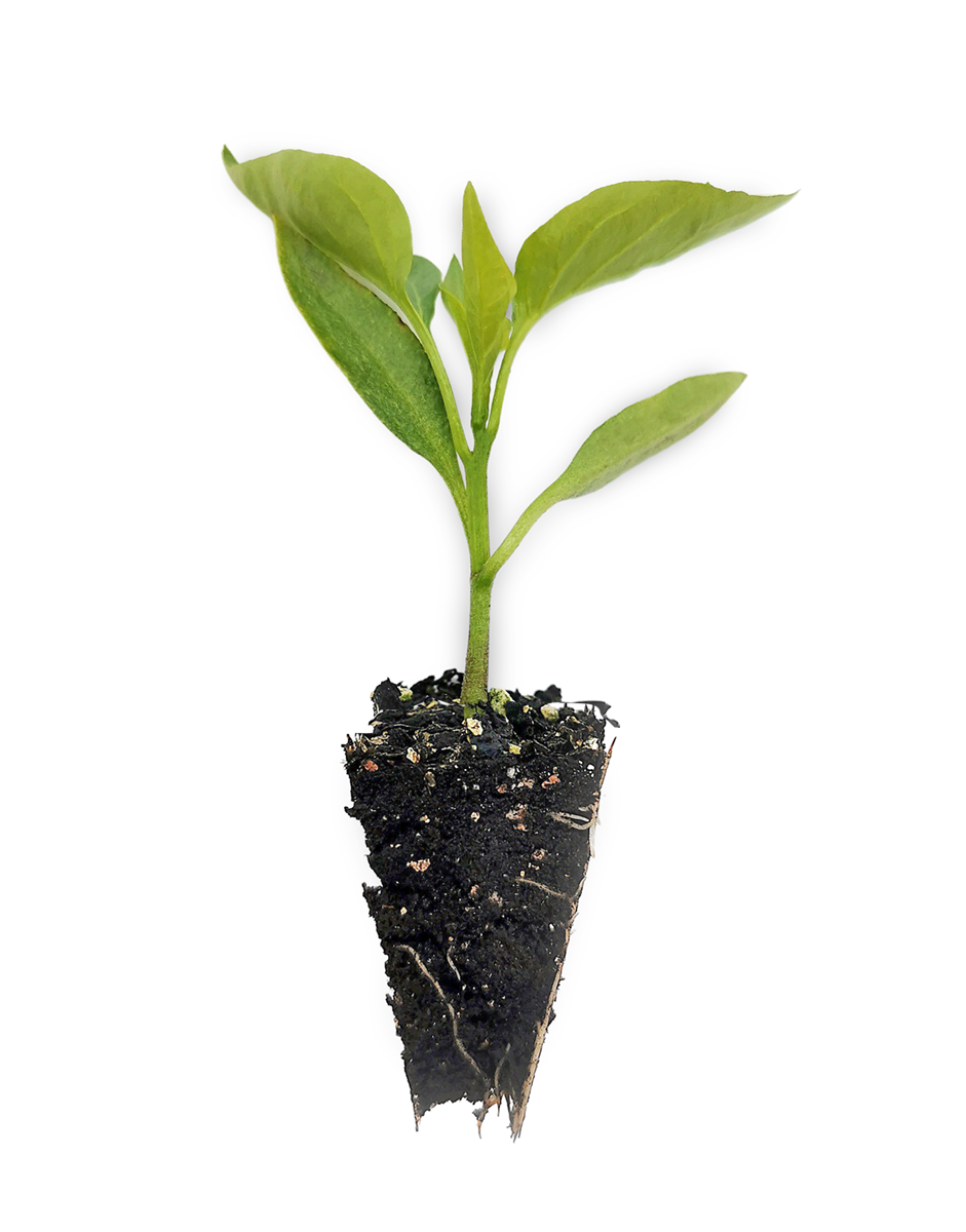 Snack (Orange) Capsicum Seedlings