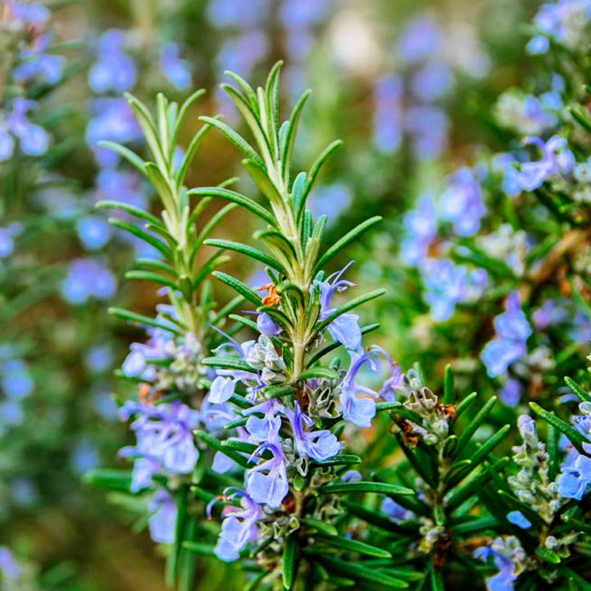 Rosemary Seedlings