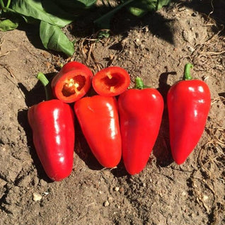 Snack (Red) Capsicum Seedlings