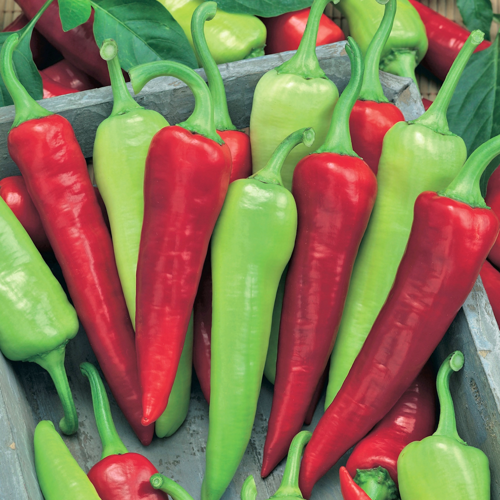 Birdseye Chilli (Hot)