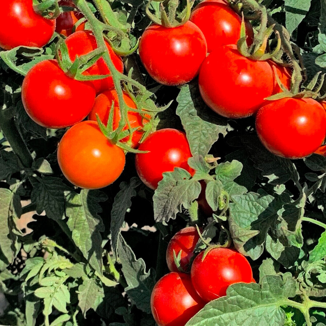 Tomato Seedling (Tommy Toe)