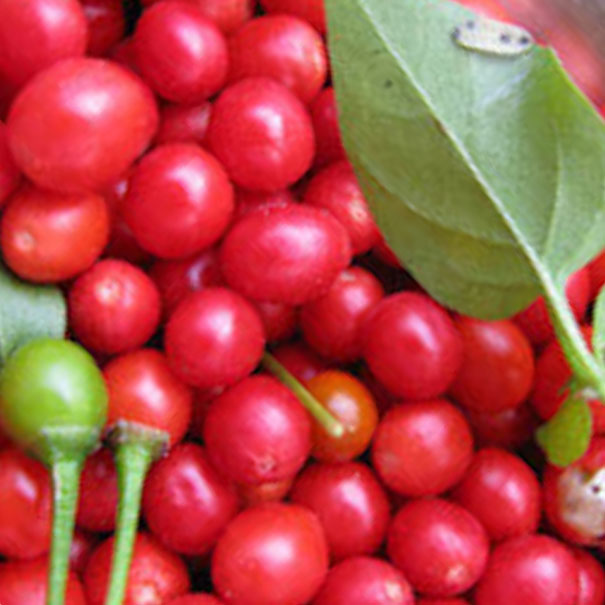 Tepin Round Chilli Seedlings