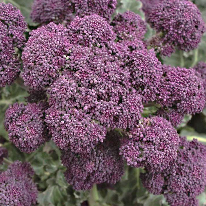 Purple Bunching Broccoli Seedlings