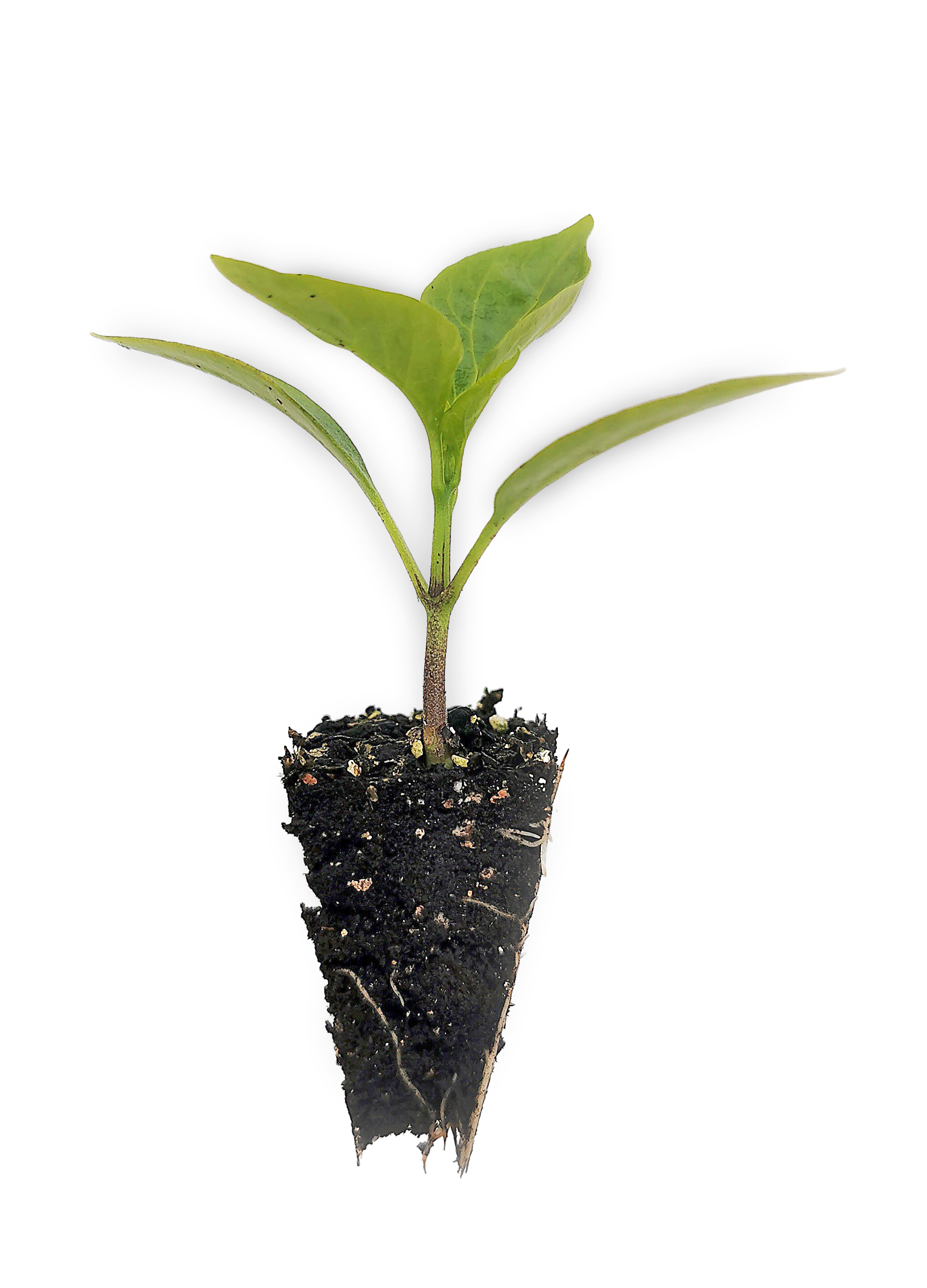 Capsicum (Green to Yellow) Seedlings