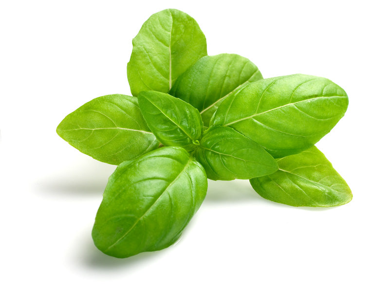 Basil Seedlings