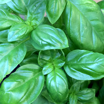 Basil Seedlings