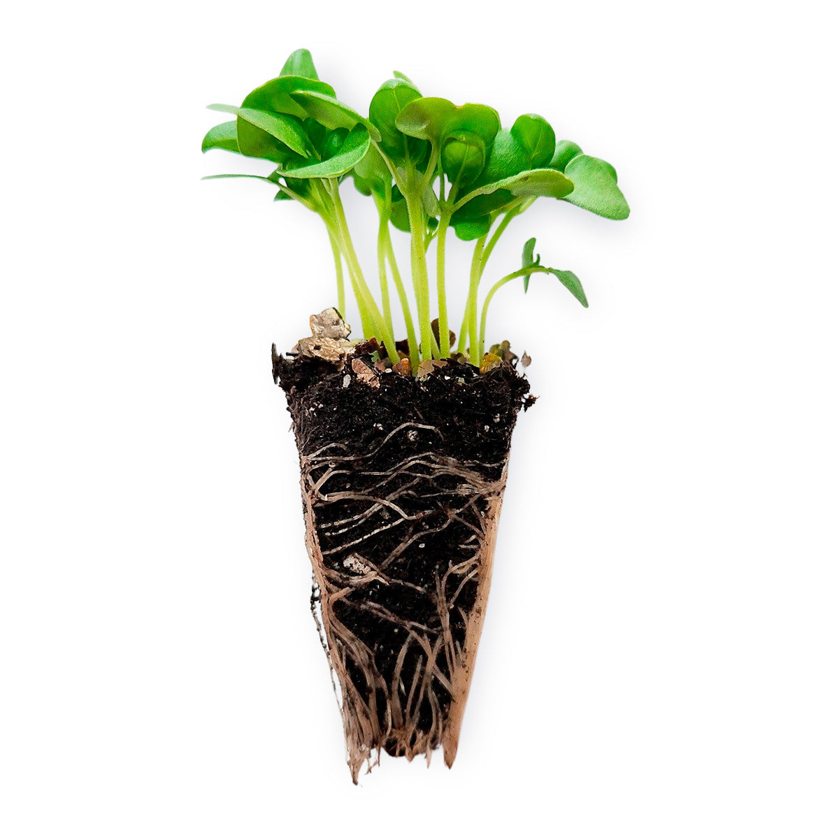 Basil Seedlings