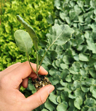 Broccoli Seedlings