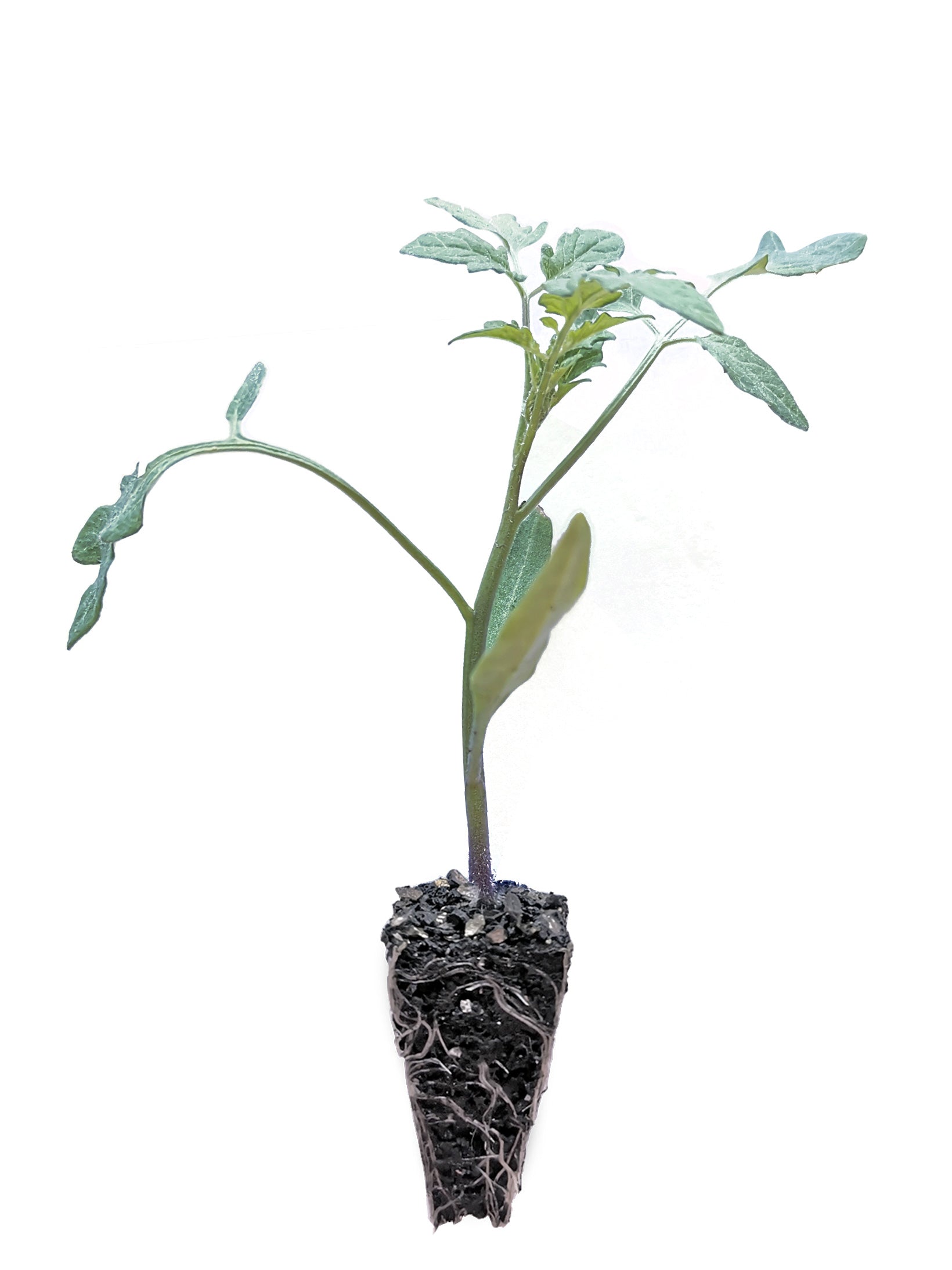 Tomato Seedling (Black Russian)