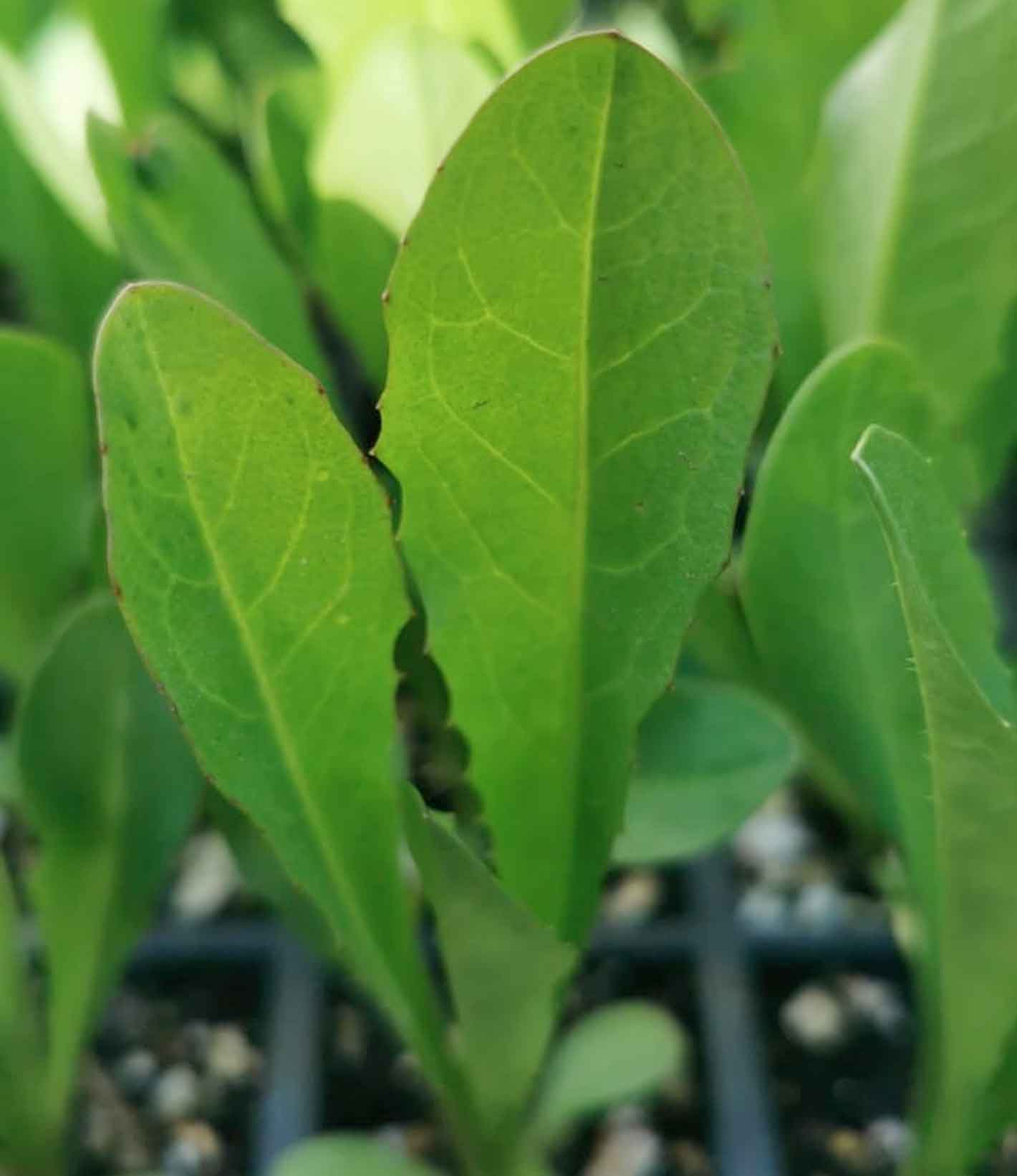 Chicory Seedlings