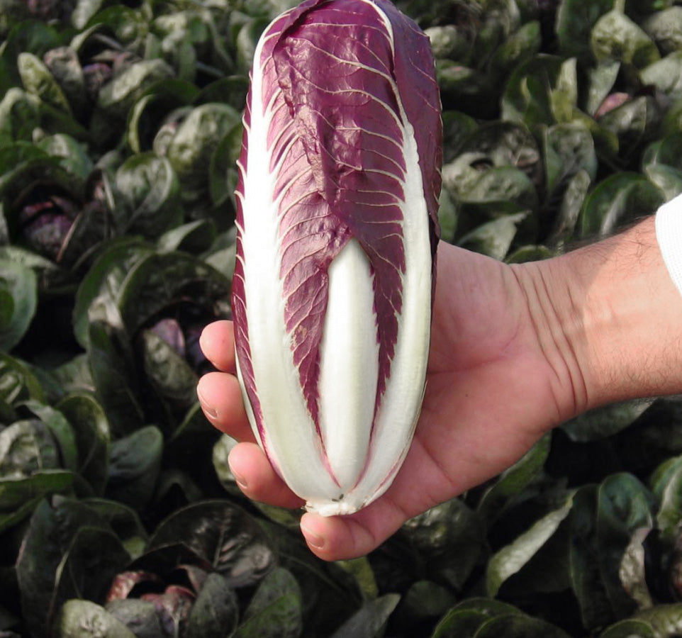 Radicchio Seedlings