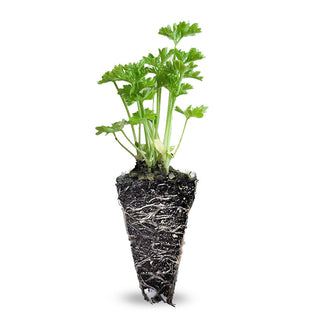 Parsley Seedlings (Curly)