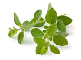 Oregano Seedlings