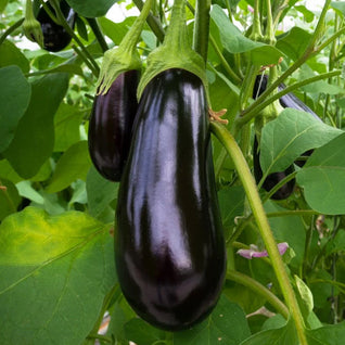 Eggplant Seedlings