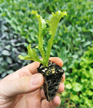 Endive Seedlings (Fine leaf)