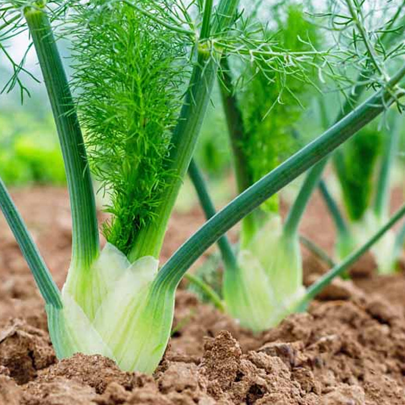 Fennel Seedlings