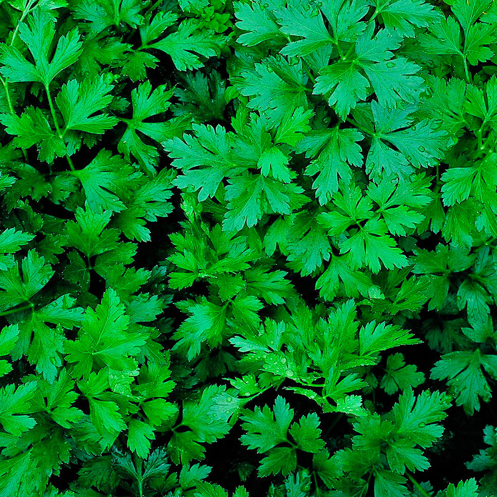 Parsley Seedlings