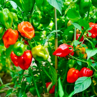 Habanero Chilli (Yellow)