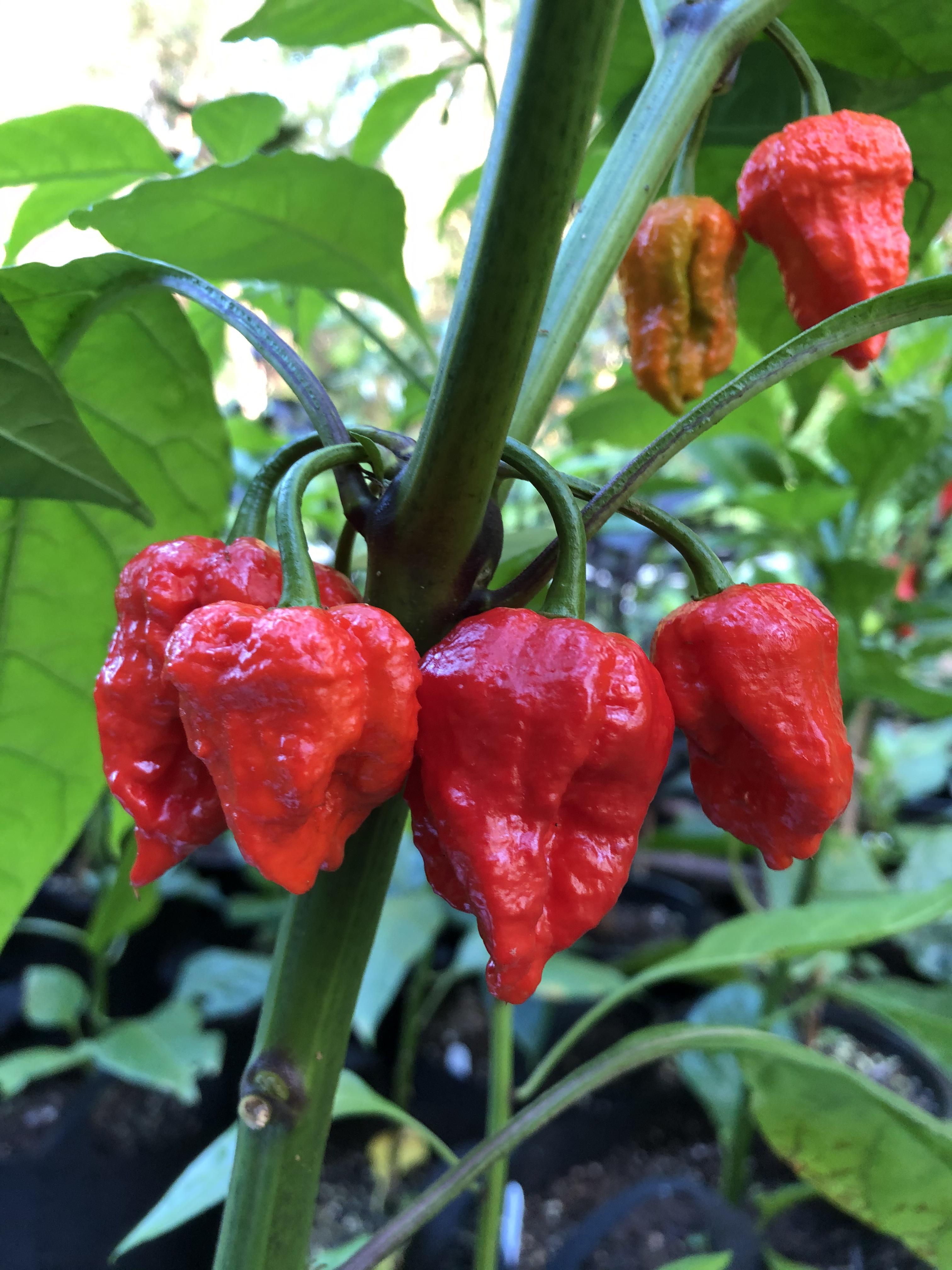 Trinidad Scorpion Seedlings