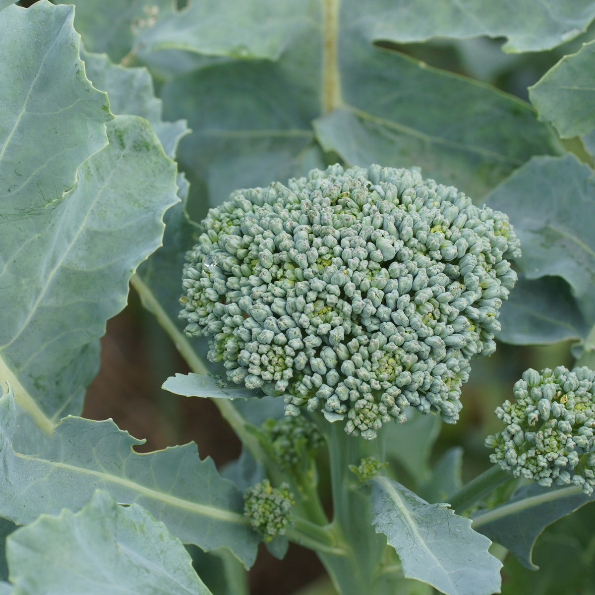 Bunching Broccoli Seedlings