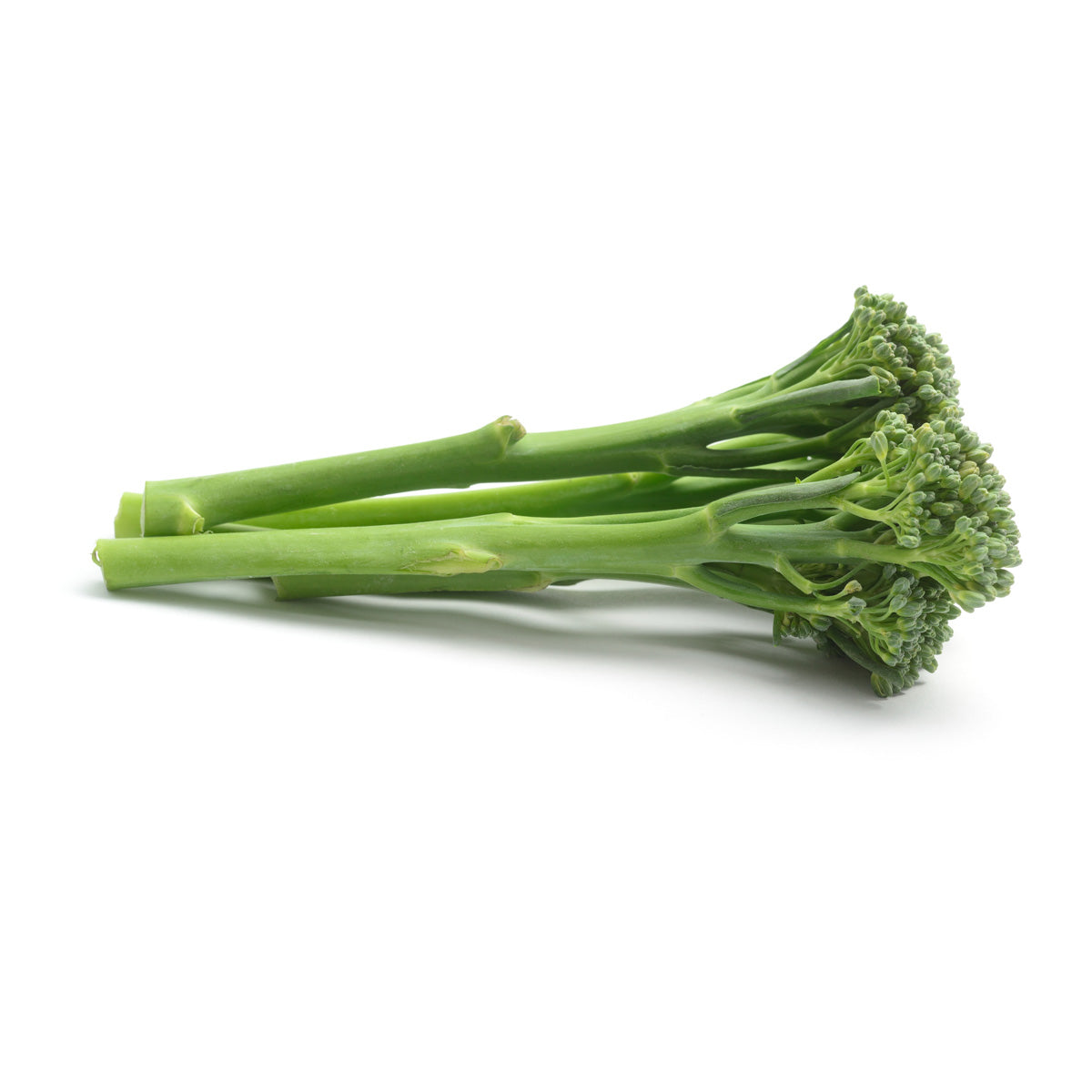 Bunching Broccoli Seedlings