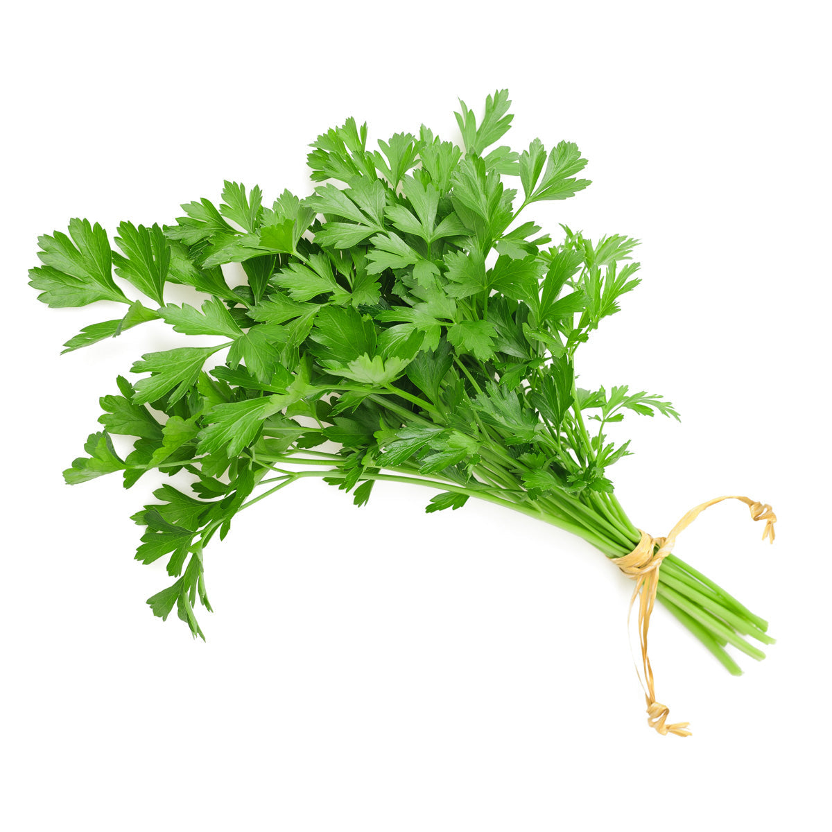 Coriander