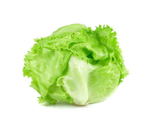 Iceberg Lettuce Seedlings - Quality Plants &  Seedlings