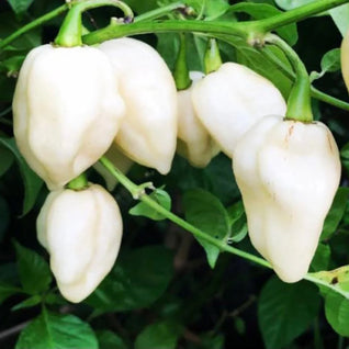 White Ghost Chilli Seedlings