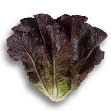 Red Cos Lettuce