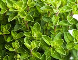 Oregano Seedlings