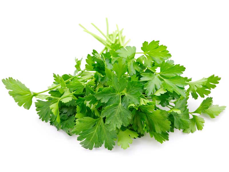 Parsley Seedlings