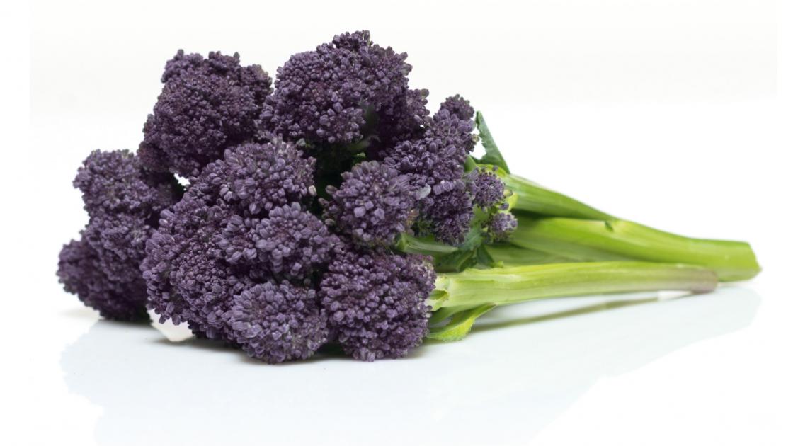 Purple Bunching Broccoli Seedlings