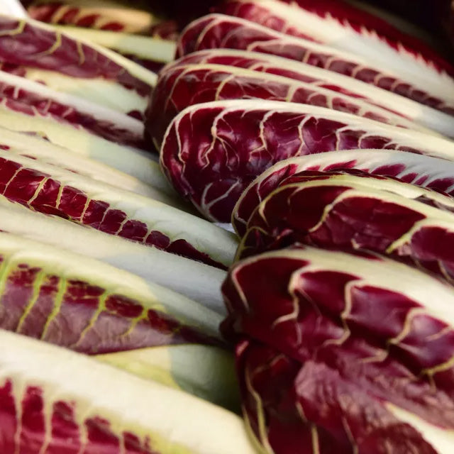 Radicchio Seedlings