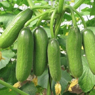 Cucumber (Mini Fingers) Seedlings