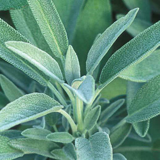 Sage Seedlings