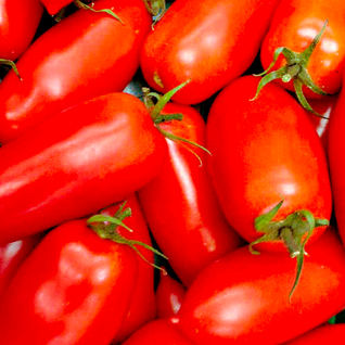 Tomato Seedling (San Marzano)