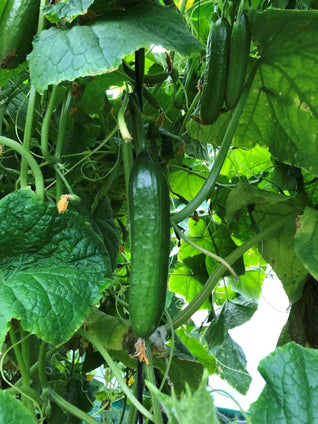 Cucumber (Long)