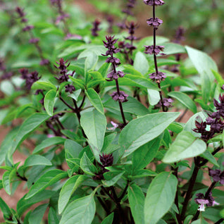 Thai Basil Seedlings