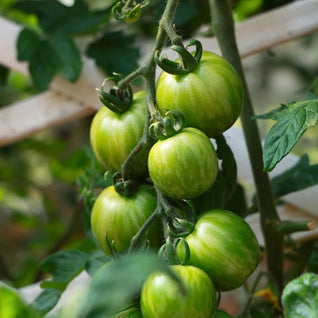 Tomato Seedling (Green Zebra)