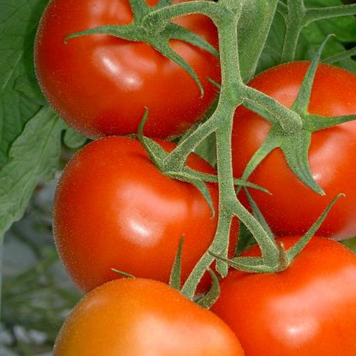 Tomato Seedling (Truss)