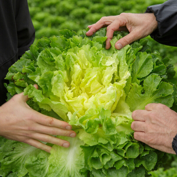 Endive Seedlings (Smooth leaf)