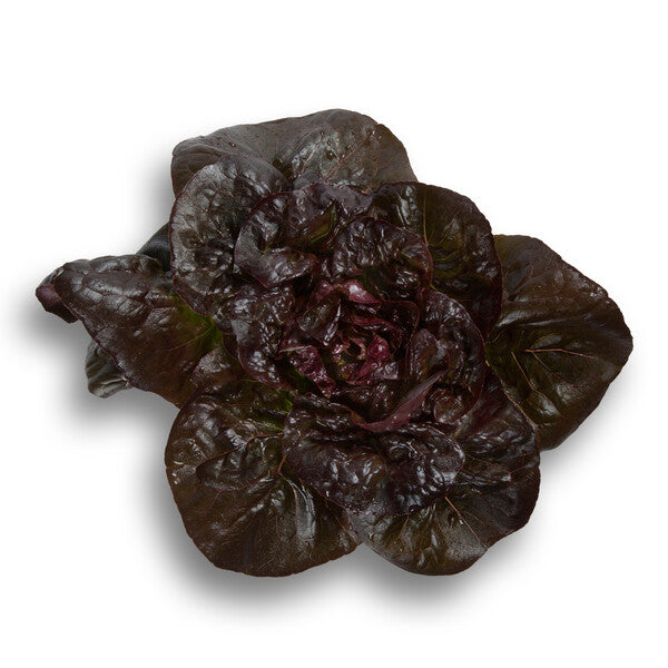 Red Cos Lettuce